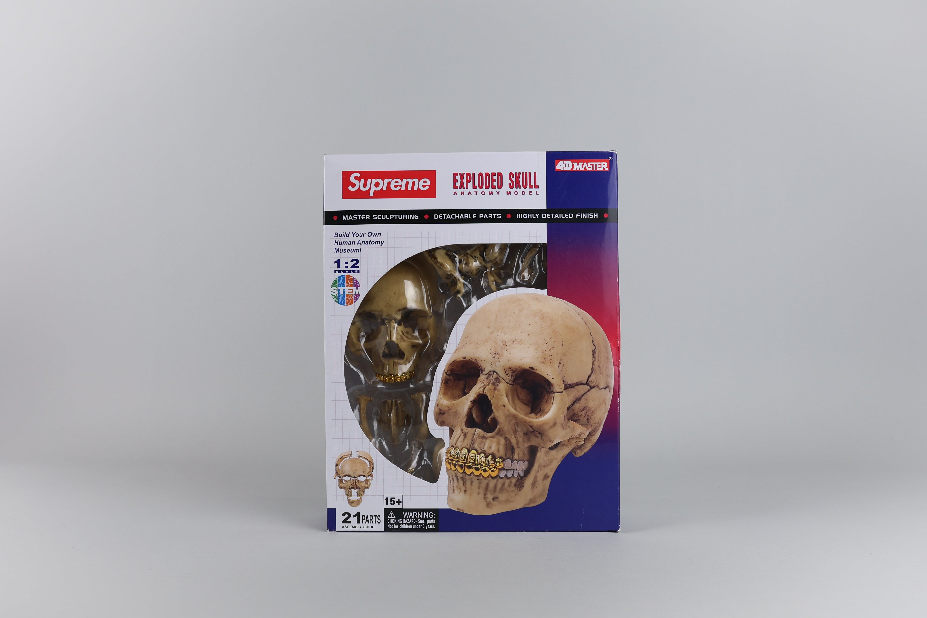 Supreme 4D Model Human Skull Supreme 4D Model Human Skull Natural